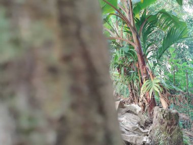 Büyük ve uzun zaman önce yapılmış ağaç gövdesi ormanda. Ağaç gövdesi yakın plan fotoğrafı. Ağaç kabuğu dokusu