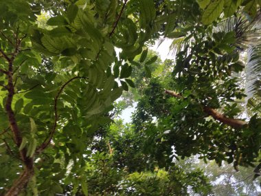 Bahçede farklı doğal elementlere sahip güzel tropik ağaçlar parkın güzel manzarası, doğa fotoğrafçılığı.