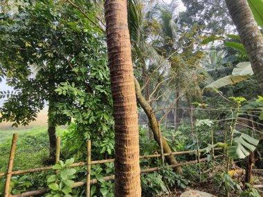 Güzel botanik fotoğrafı, doğal duvar kağıdı. yeşil yapraklar, bitkiler ve yapraklar