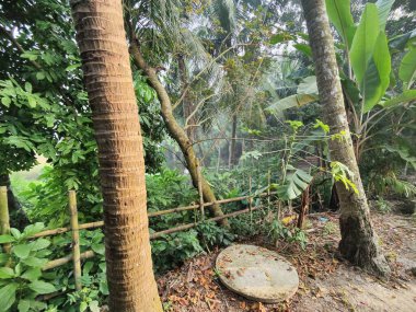 Güzel botanik fotoğrafı, doğal duvar kağıdı. yeşil yapraklar, bitkiler ve yapraklar