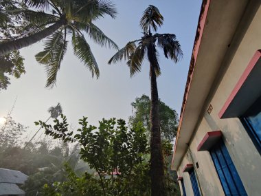 Ormandaki palmiye ağacı. Ormandaki ağaç dalları, doğal arka plan.