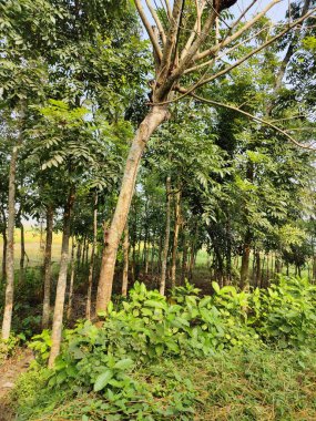 Güzel botanik fotoğrafı, doğal duvar kağıdı. yeşil yapraklar, bitkiler ve yapraklar