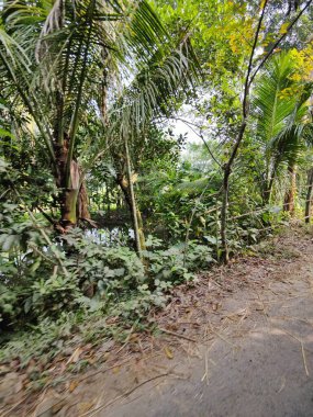 Bahçede farklı doğal elementlere sahip güzel tropik ağaçlar parkın güzel manzarası, doğa fotoğrafçılığı.