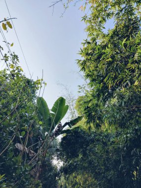 Tropik büyük yeşil yapraklar, mavi gökyüzüne karşı terk edilmiş palmiye dalları. Mavi gökyüzüne karşı yeşil yapraklar, doğanın manzarası,