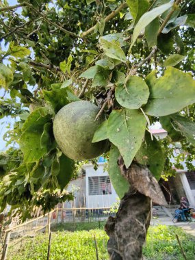 Peyzaj köyü kültürü fotoğrafı. Ağaçlarla, doğa, yoksul köy kavramı.