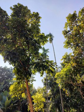 Tropik büyük yeşil yapraklar, mavi gökyüzüne karşı terk edilmiş palmiye dalları. Mavi gökyüzüne karşı yeşil yapraklar, doğanın manzarası,