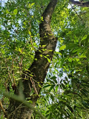 Tropik büyük yeşil yapraklar, mavi gökyüzüne karşı terk edilmiş palmiye dalları. Mavi gökyüzüne karşı yeşil yapraklar, doğanın manzarası,