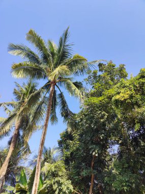 Ormandaki palmiye ağacı. Ormandaki ağaç dalları, doğal arka plan.