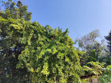Tropik büyük yeşil yapraklar, mavi gökyüzüne karşı terk edilmiş palmiye dalları. Mavi gökyüzüne karşı yeşil yapraklar, doğanın manzarası,