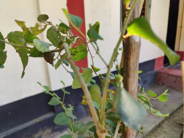 Peyzaj köyü kültürü fotoğrafında ağaçlar, doğa, fakir köy kavramı.