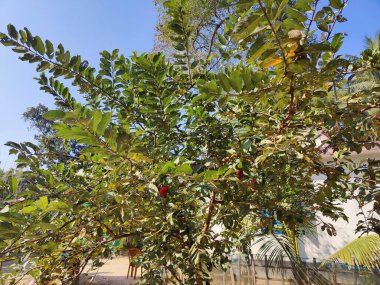 Tropik büyük yeşil yapraklar, mavi gökyüzüne karşı terk edilmiş palmiye dalları. Mavi gökyüzüne karşı yeşil yapraklar, doğanın manzarası,
