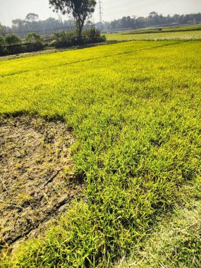 Bir çeltik tarlasının ve Bangladeş 'in kırsal kesiminin yakın plan fotoğrafı. Bangladeş kırsalında pirinç tarlası