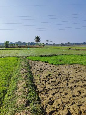 Bir çeltik tarlasının ve Bangladeş 'in kırsal kesiminin yakın plan fotoğrafı. Bangladeş kırsalında pirinç tarlası