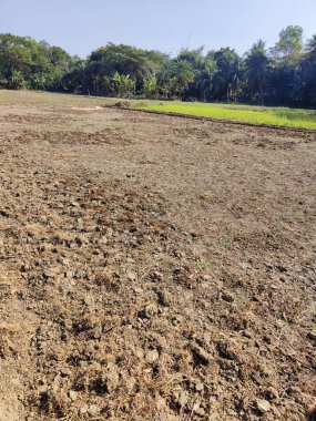 Bir çeltik tarlasının ve Bangladeş 'in kırsal kesiminin yakın plan fotoğrafı. Bangladeş kırsalında pirinç tarlası