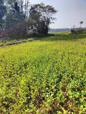 Bir çeltik tarlasının ve Bangladeş 'in kırsal kesiminin yakın plan fotoğrafı. Bangladeş kırsalında pirinç tarlası