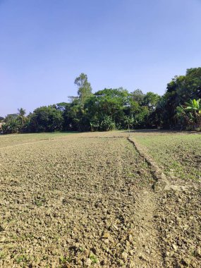Bir çeltik tarlasının ve Bangladeş 'in kırsal kesiminin yakın plan fotoğrafı. Bangladeş kırsalında pirinç tarlası
