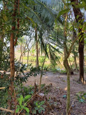 Bahçede farklı doğal elementlere sahip güzel tropik ağaçlar parkın güzel manzarası, doğa fotoğrafçılığı.