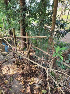 Güzel botanik fotoğrafı, doğal duvar kağıdı. yeşil yapraklar, bitkiler ve yapraklar