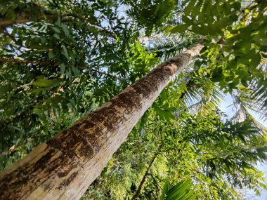Büyük ve uzun zaman önce yapılmış ağaç gövdesi ormanda. Ağaç gövdesi yakın plan fotoğrafı. Ağaç kabuğu dokusu