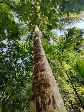 Büyük ve uzun zaman önce yapılmış ağaç gövdesi ormanda. Ağaç gövdesi yakın plan fotoğrafı. Ağaç kabuğu dokusu