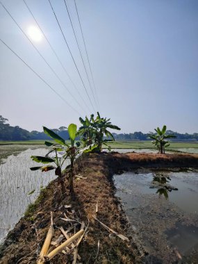 Gölet ve yeşil doğa. Gölet ve sebze canavarı. Bangladeş 'te eko doğada küçük bir gölet