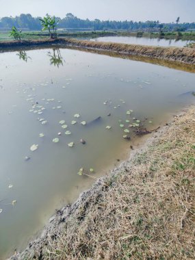 Gölet ve yeşil doğa. Gölet ve sebze canavarı. Bangladeş 'te eko doğada küçük bir gölet