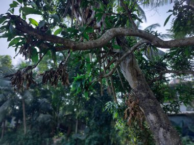 Güzel botanik fotoğrafı, doğal duvar kağıdı. yeşil yapraklar, bitkiler ve yapraklar