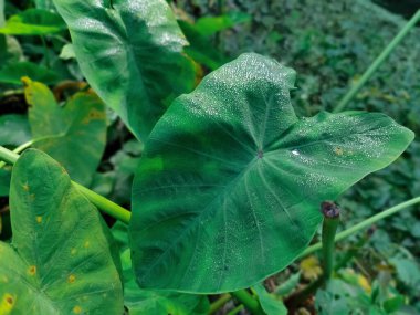 Taze yeşil yaprakların yakın görüntüsü. Ormanda yeşil yapraklar