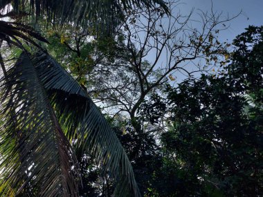 Bahçede farklı doğal elementlere sahip güzel tropik ağaçlar parkın güzel manzarası, doğa fotoğrafçılığı.