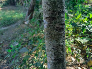 Büyük ve uzun zaman önce yapılmış ağaç gövdesi ormanda. Ağaç gövdesi yakın plan fotoğrafı. Ağaç kabuğu dokusu
