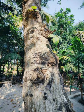 Büyük ve uzun zaman önce yapılmış ağaç gövdesi ormanda. Ağaç gövdesi yakın plan fotoğrafı. Ağaç kabuğu dokusu