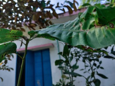 Peyzaj köyü kültürü fotoğrafında ağaçlar, doğa, fakir köy kavramı.