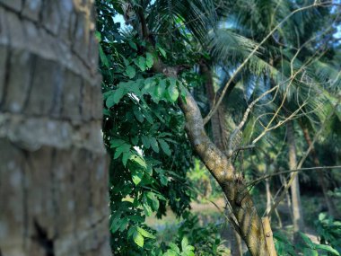 Bahçede farklı doğal elementlere sahip güzel tropik ağaçlar parkın güzel manzarası, doğa fotoğrafçılığı.