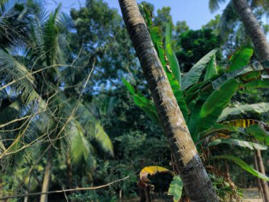 Ormandaki palmiye ağacı. Ormandaki ağaç dalları, doğal arka plan.