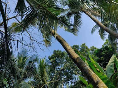 Ormandaki palmiye ağacı. Ormandaki ağaç dalları, doğal arka plan.