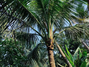 Ormandaki palmiye ağacı. Ormandaki ağaç dalları, doğal arka plan.