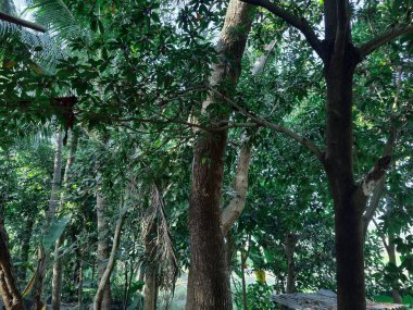 Güzel botanik fotoğrafı, doğal duvar kağıdı. yeşil yapraklar, bitkiler ve yapraklar