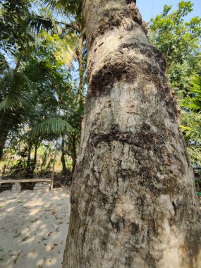 Büyük ve uzun zaman önce yapılmış ağaç gövdesi ormanda. Ağaç gövdesi yakın plan fotoğrafı. Ağaç kabuğu dokusu