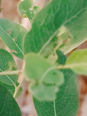 yeşil yapraklar, bitki örtüsü ve doğa