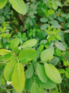 Ağaçtaki yeşil yapraklar