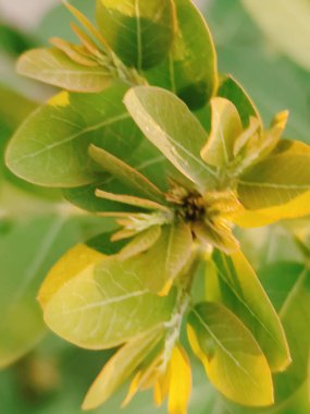 Güzel botanik fotoğrafı, doğal duvar kağıdı.