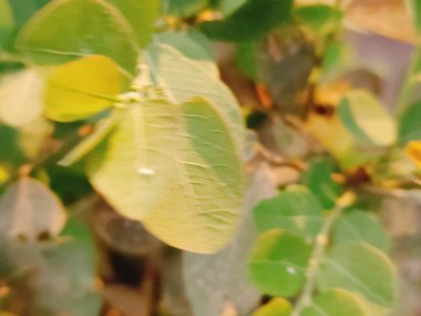 Güzel botanik fotoğrafı, doğal duvar kağıdı.