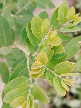 Doğada ağacın yaprağı, ilkbaharda doğa ve doğa.