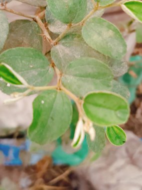 yeşil yapraklar, bitkiler ve yapraklar