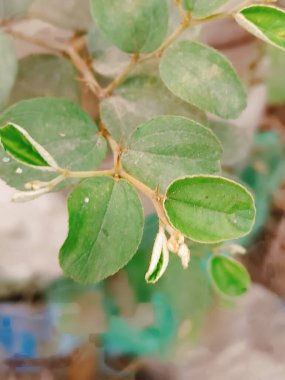 Bahçede yeşil yapraklar