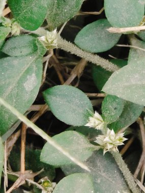 Bahçede yeşil yapraklar