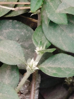 Bahçede yeşil yapraklar