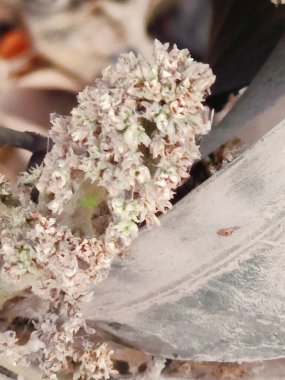 Güzel beyaz bir çiçeğe yaklaş.