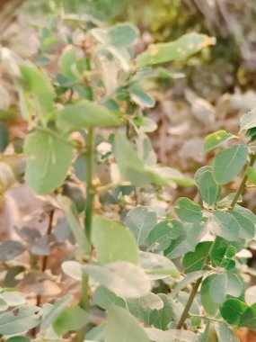 Bahçede yeşil yapraklar