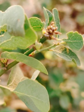 yeşil yapraklar, bitkiler ve yapraklar